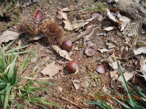 今日も栗山で運搬中です 2016-03-24