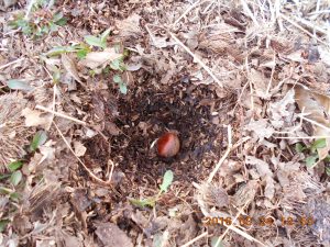 栗の実を先端を下向きにして埋めました 2016-03-24