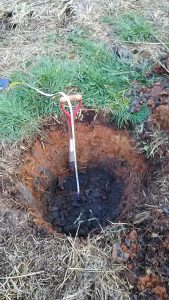 栗の苗(銀寄)を買って来て植えるための穴堀りです 2016-03-30
