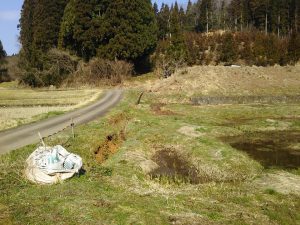キショウブはこれ以上繁殖しないように封じ込めます 2017-04-04