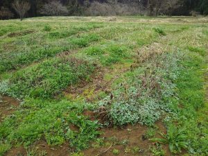 ヨモギだけは勝手に育ってます 2017-04-07