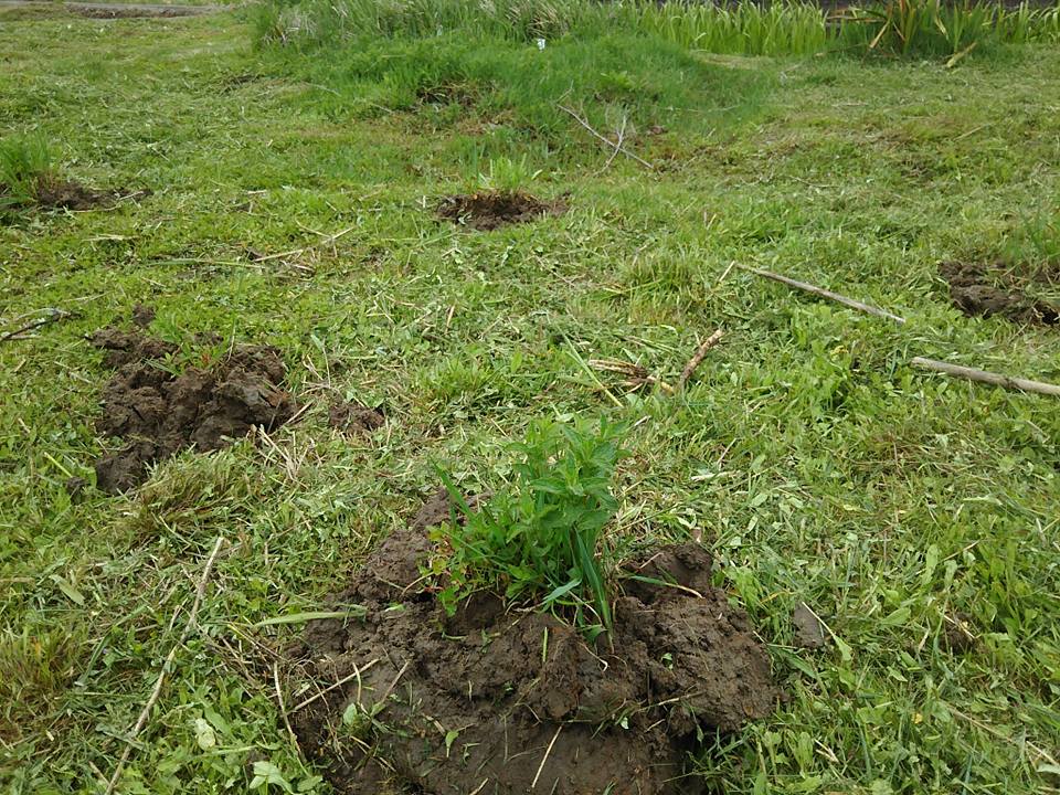 ペパーミントの移植 2017-04-20