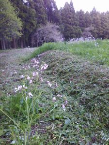 借りている農地は返納せずに今年は引き続き使用することになりました 2017-04-26