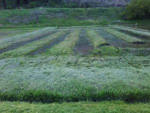 金時草はここのほ場で栽培します 2017-04-27