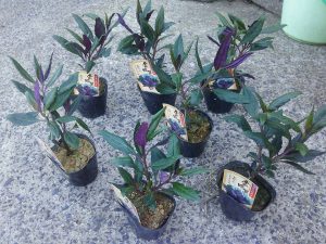 加賀野菜の苗を扱っている松下種苗さんで金時草の苗を買ってきました 2017-04-27