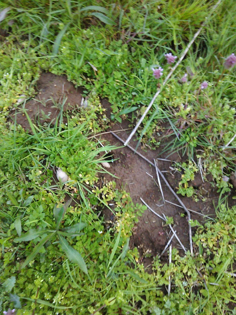 アピオスはかなり種芋ができたと思う 2017-04-13