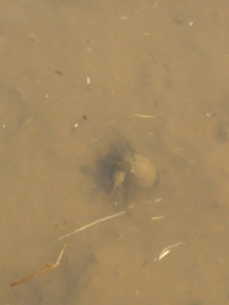 ここのほ場は、匂い菖蒲とアピオスが市場に出す作物になります 2017-04-16