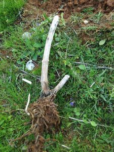 キクイモ掘ってますが、すでに芽が出てました 2017-05-01