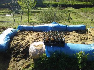 金時草の苗を7株定植しました 2017-05-02