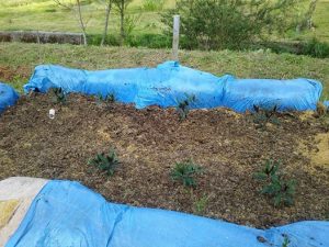 金時草は大丈夫そうですね 2017-05-05