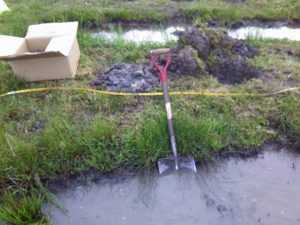 やつがしらの種芋を1m間隔で埋めこみました 2017-05-06