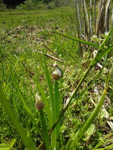 「やぐらネギ」に小ネギ出てきました 2017-05-07