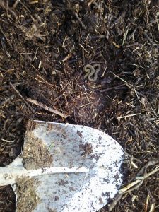 駅のホーム下で作っていた刈草堆肥の運搬です 2017-05-07