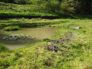 昨日の残りの里芋のやつがしら6個はここに埋めこみました 2017-05-07