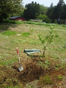 元肥は栗のイガと落ち葉で作った堆肥です 2017-05-12