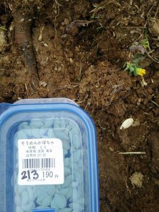 金糸瓜から取った種213粒すじまきしました 2017-05-12