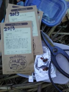 ルバーフと宿禰(すくね)かぼちゃを種まきしました。親株作ることが目的です。2017-05-15