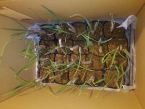 マコモ苗20個届きました 2017-05-15