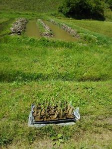 マコモ苗20株定植でした 2017-05-15