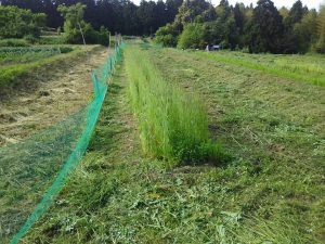 ライコムギとえん麦を風避けと緑肥用に植えてます 2017-05-17