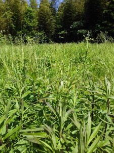 アピオスの不耕起うねのある区画です 2017-05-19