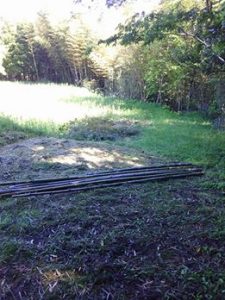 昨日伐った竹11本を西洋わさびのほ場まで運搬 2017-05-19