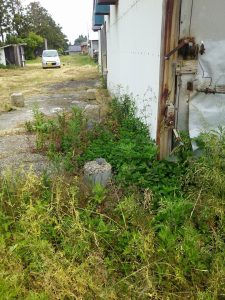 アップルミントがヨモギに駆逐されてました 2017-05-31