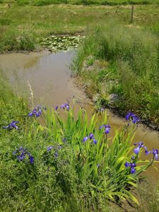 メダカを水がある匂い菖蒲の所に移してます　2017-05-22