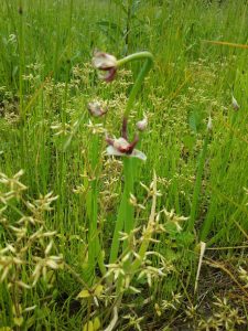 やぐらねぎの生育状況 2017-05-24