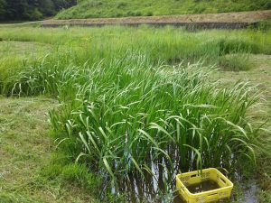 旧暦の端午の節句は今年(2017)は5月30日です 2017-05-27