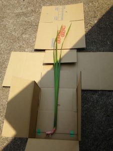 匂い菖蒲を「顔の見える能登の食材」に出荷しました 2017-05-29