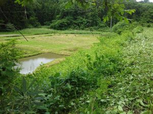 斜面にまいた夏そばの方は失敗です 2017-06-02