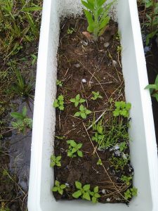 とうがらしの苗に似ているけど?2017-06-03