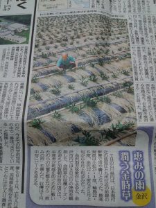 北國新聞朝刊に金時草 2017-06-08