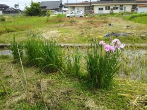 花しょうぶ開花 2017-06-13