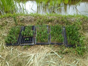 ローズマリーから挿し木を300本今日は作りました 2017-06-13