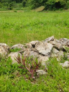 金時草栽培で分かったこと（その１） 2017-06-15