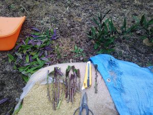 金時草の挿し木を作りました 2016-06-16