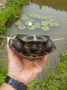 道をカメが横断してた 2017-06-18