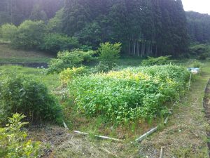 そばを栽培してみて分かったこと（その１）2017-06-19