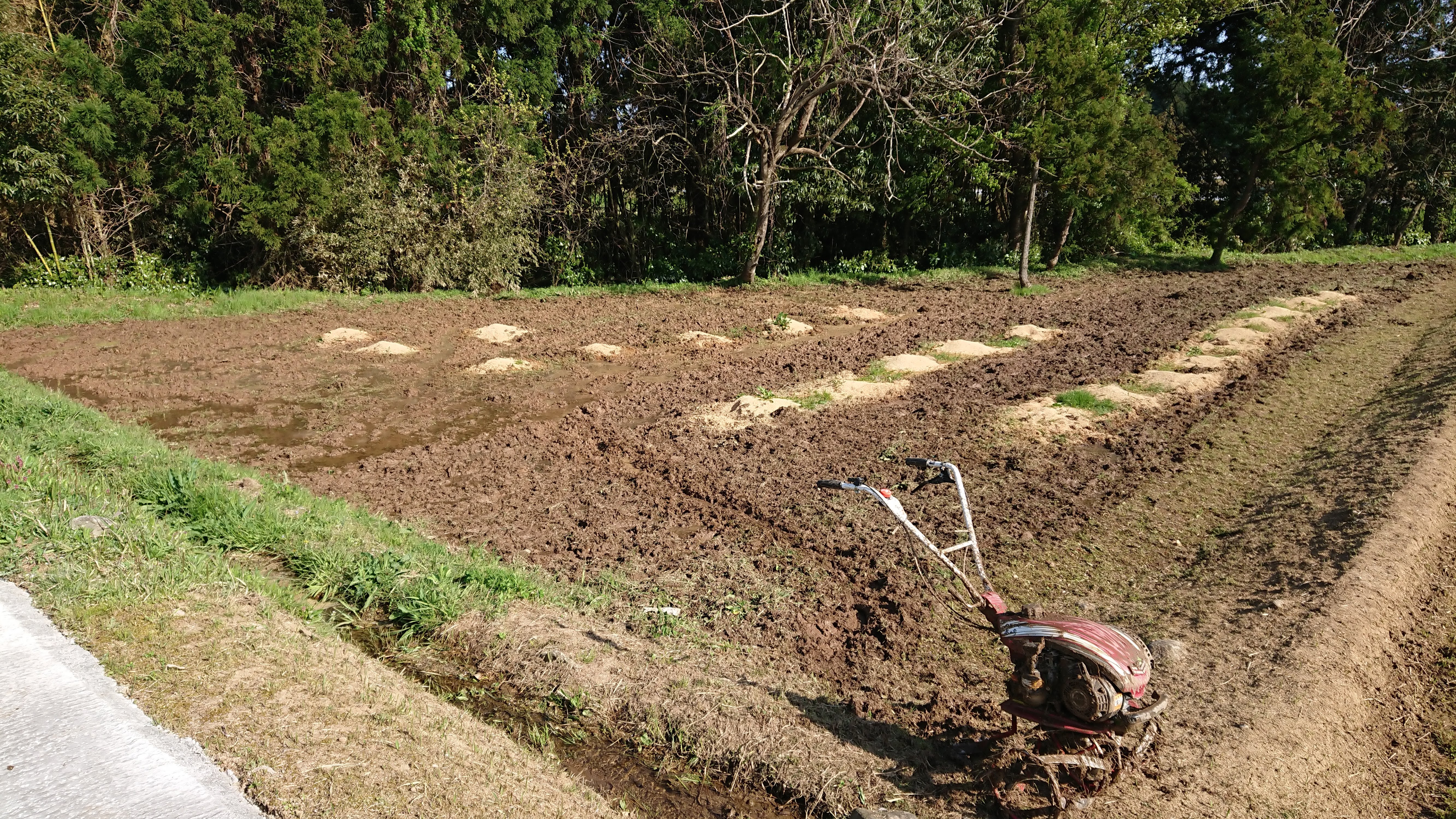 まだキクイモ栽培ほ場の準備してます-2018-04-21