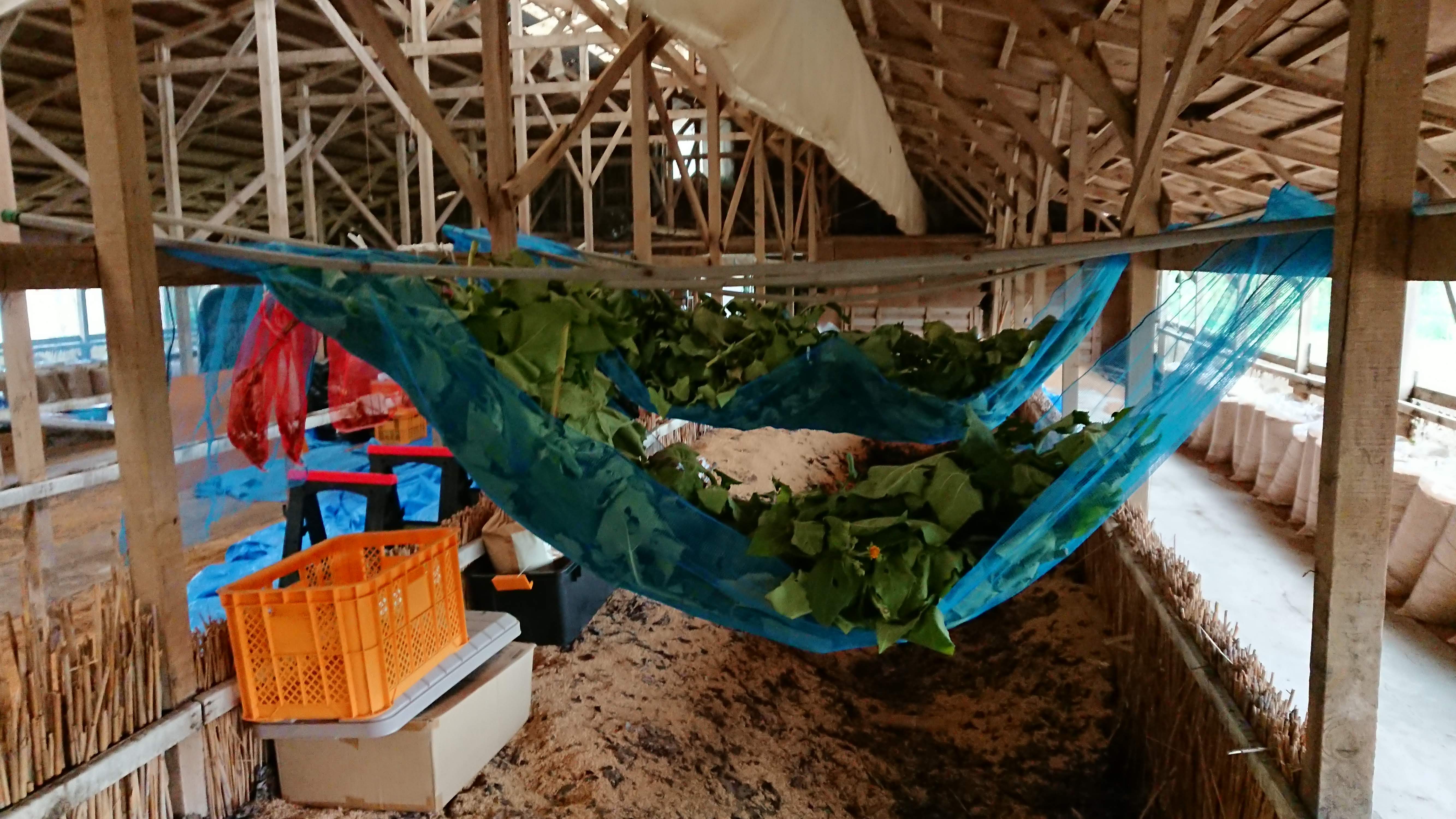 今年はヤーコン茶も試作してみます-2019-11-16