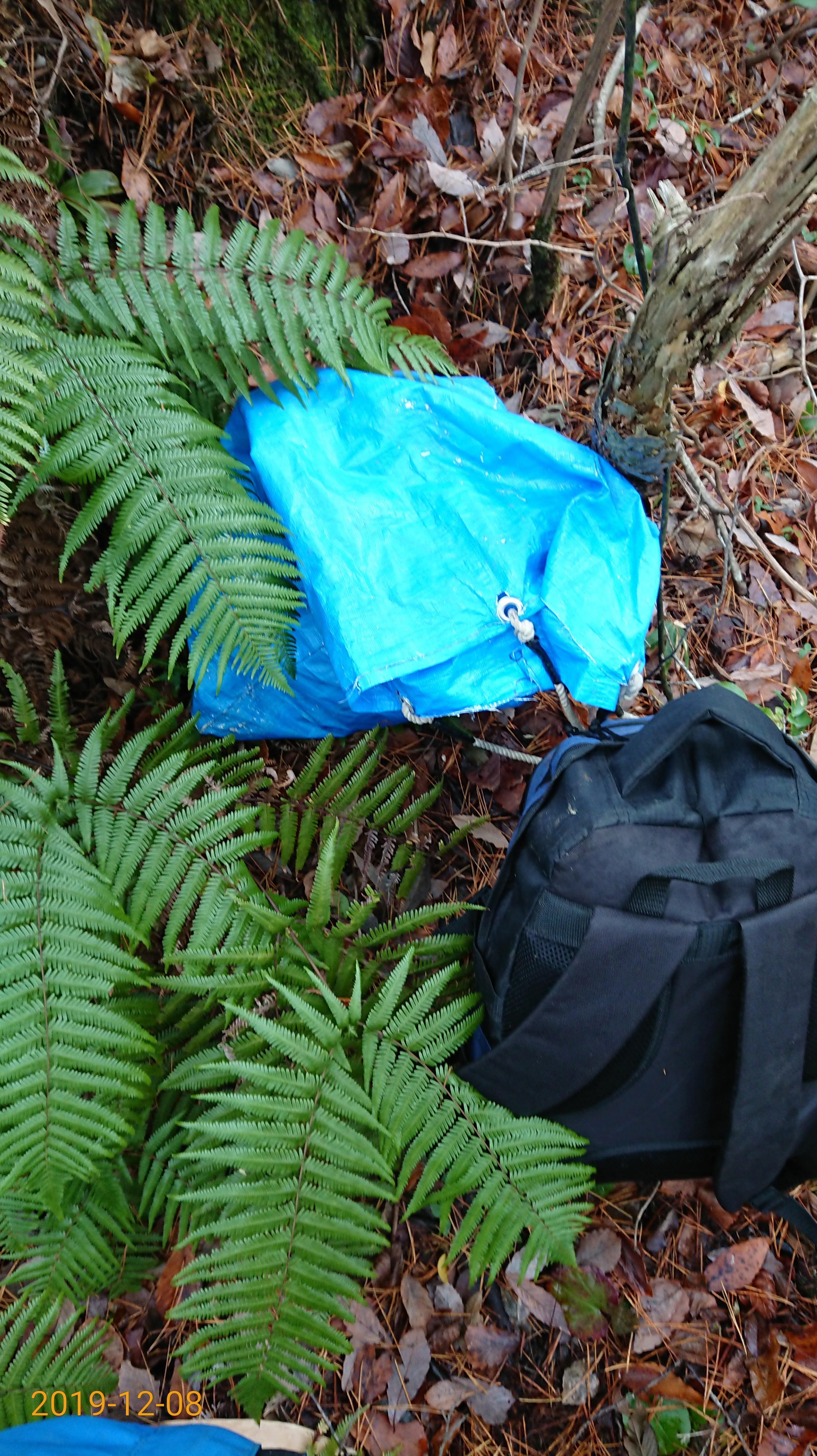 ひとりでウラジロ採取をしてました-2019-12-08