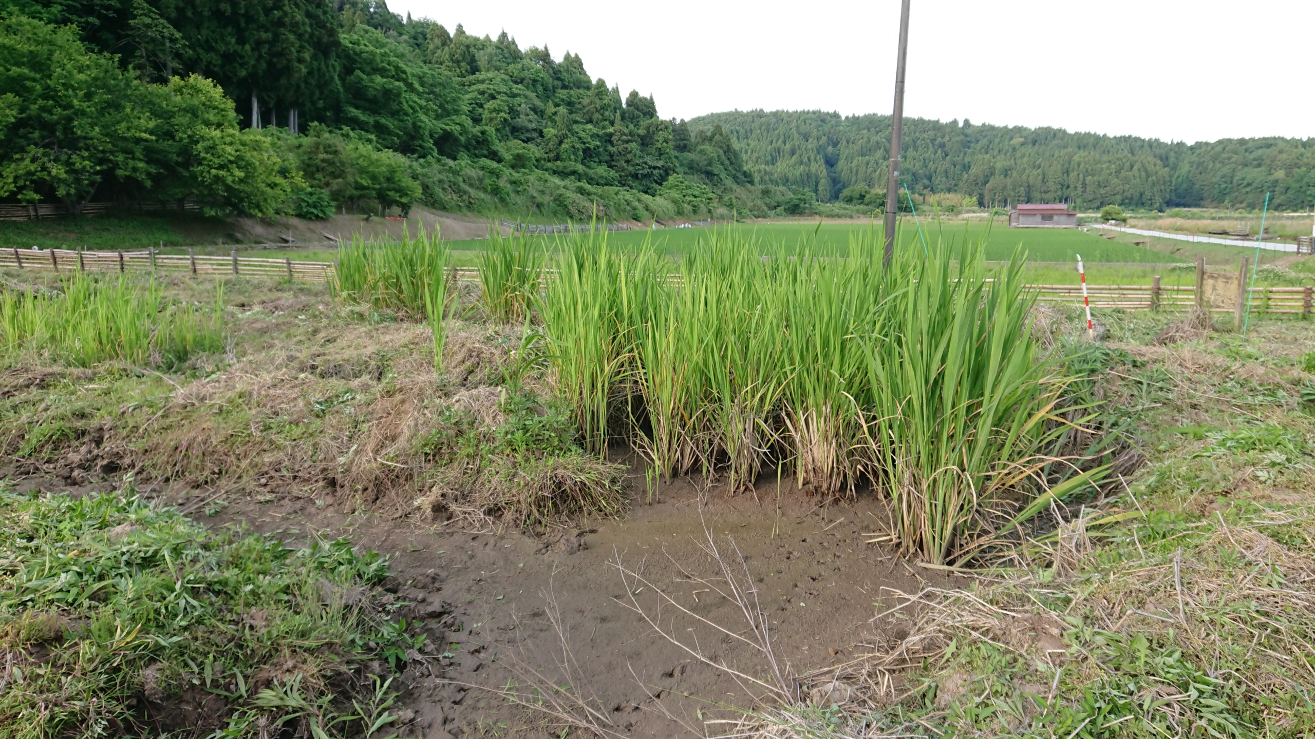 マコモだけど水がない-2020-06-08