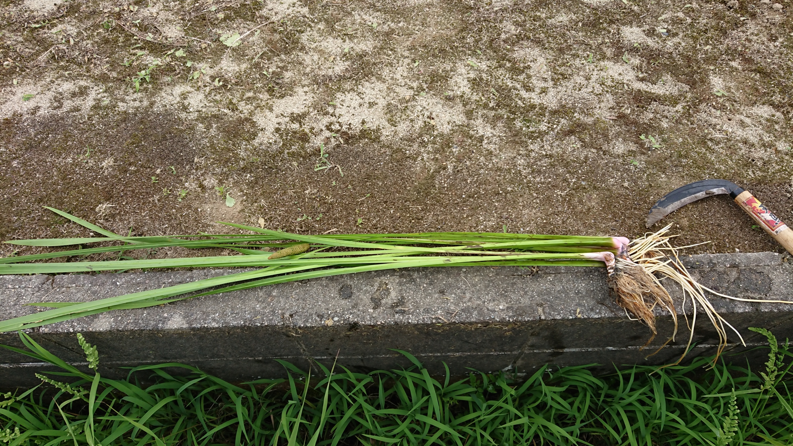 昨日保育所の裏のしょうぶを欲しいと言う人がいたので、あげました-2020-06-17