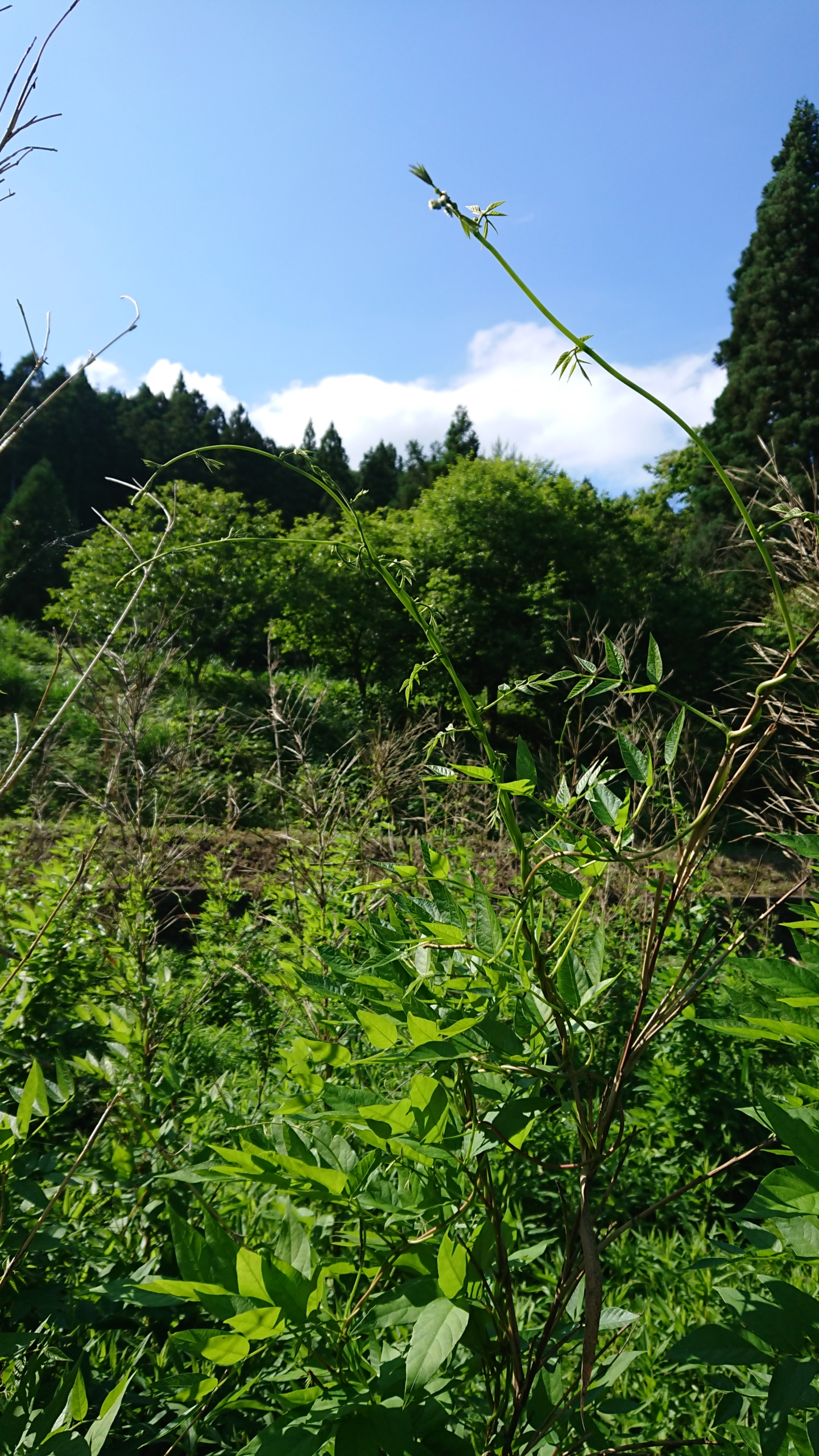 草刈りの１日です。アピオスのつるです-2020-06-16