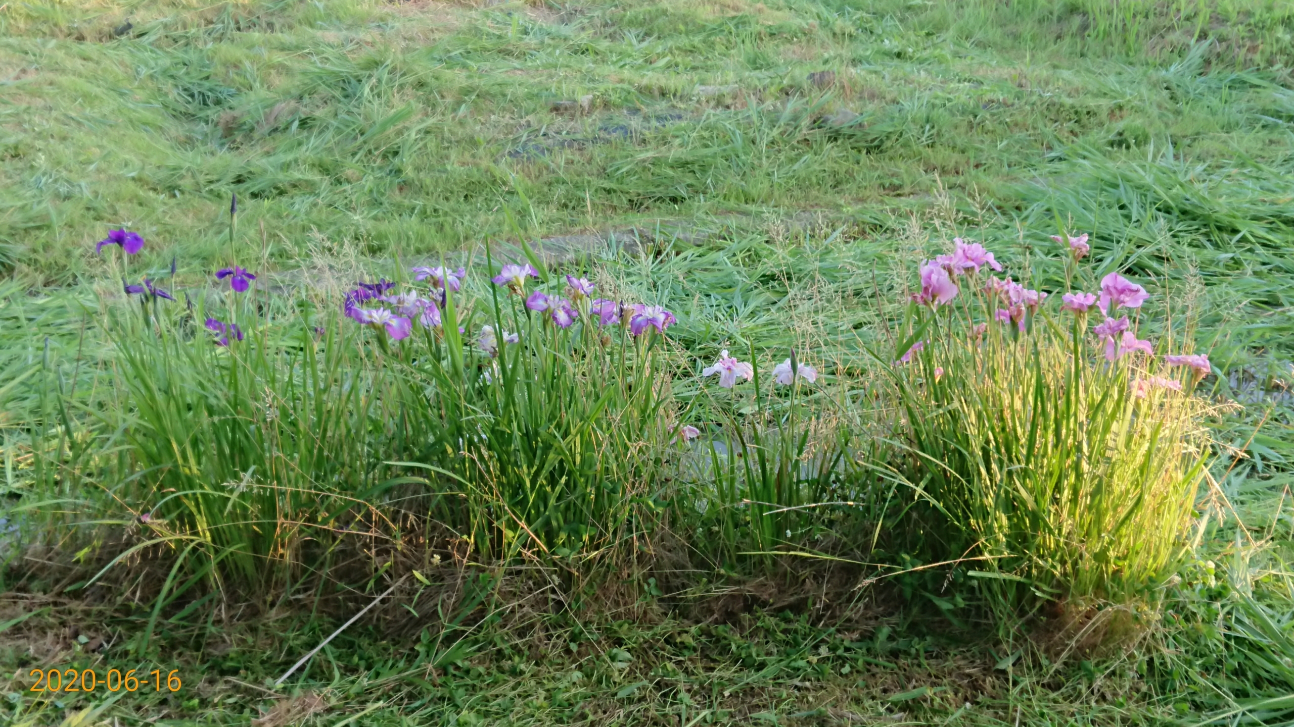 花しょうぶが満開になりました-2020-06-16