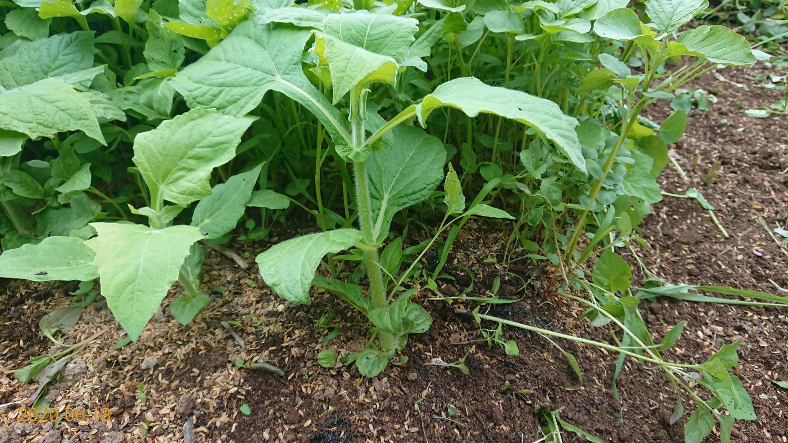 ヤーコンの苗の場所を三角ホーで周りを草刈りしてから、手で雑草を引き抜きました-2020-06-18