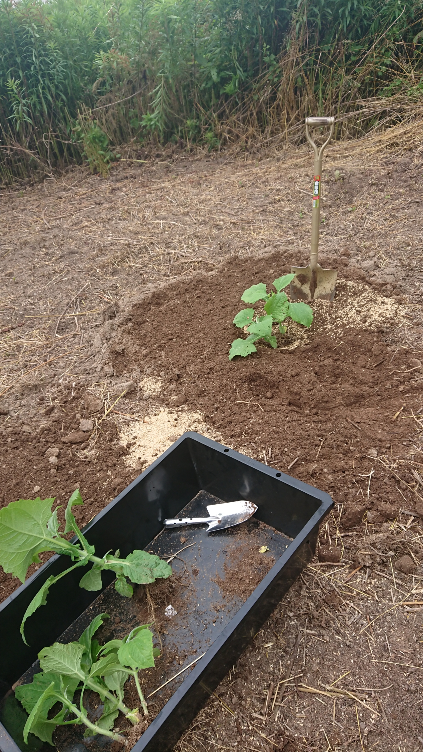 やっと雨が降った。今日１日で80株移植しました-2020-06-25
