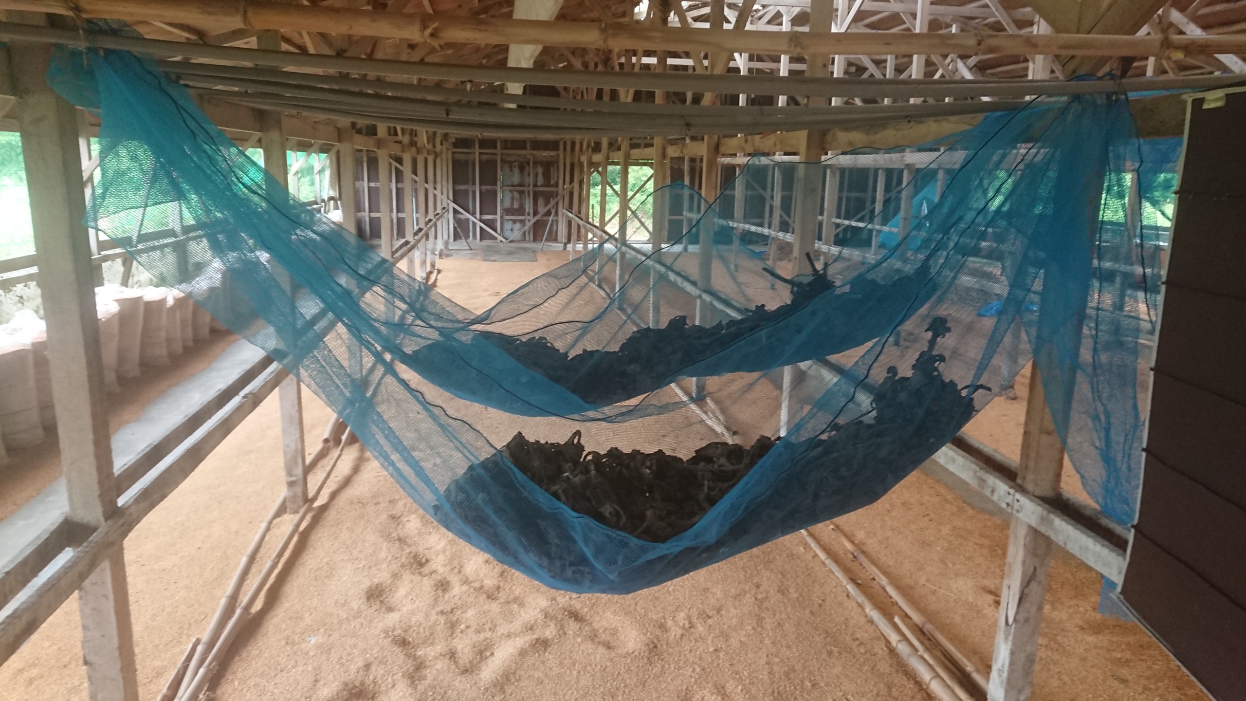 去年の11月頃に収穫したヤーコンの茎と葉っぱです-2020-06-26